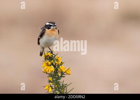 Männliche Whinchat, Saxicola rubetra, thront auf Ginsterblüten, Dumfries & Galloway, Schottland Stockfoto