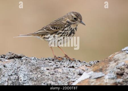 Meadow Pipit, Anthus pratensis, Dumfries & Galloway, Schottland Stockfoto