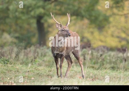 Sika Hirsch, Studley Royal Park Stockfoto