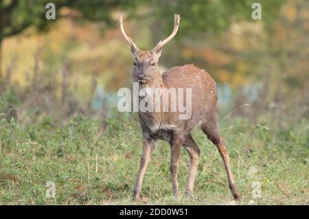 Sika Hirsch, Studley Royal Park Stockfoto