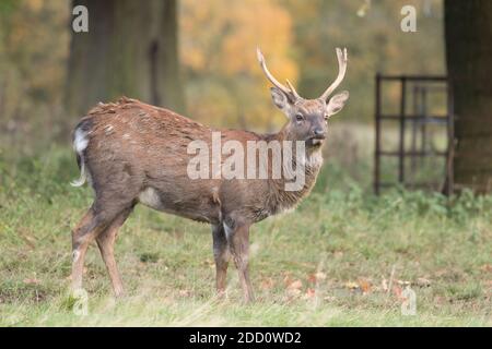 Sika Hirsch, Studley Royal Park Stockfoto