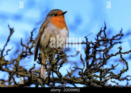 Sythen, NRW, Deutschland. November 2020. Ein kleiner Rotkehlchen (Erithacus rubecula) erwärmt sich im Sonnenschein. Frostige Temperaturen haben einen schönen sonnigen Tag im Münsterland in Nordrhein-Westfalen dominiert. Kredit: Imageplotter/Alamy Live Nachrichten Stockfoto