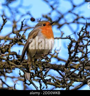 Sythen, NRW, Deutschland. November 2020. Ein kleiner Rotkehlchen (Erithacus rubecula) erwärmt sich im Sonnenschein. Frostige Temperaturen haben einen schönen sonnigen Tag im Münsterland in Nordrhein-Westfalen dominiert. Kredit: Imageplotter/Alamy Live Nachrichten Stockfoto