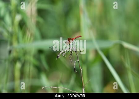 Nahaufnahme, Macro Red Meadowhawk Libelle auf Stem mit grünem Laub und Blättern im Hintergrund Stockfoto