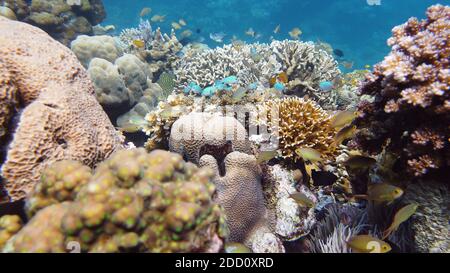 SeaLife, Tauchen in der Nähe eines Korallenriffs. Schöne bunte tropische Fische auf den lebhaften Korallenriffen unter Wasser. Leyte, Philippinen. Stockfoto