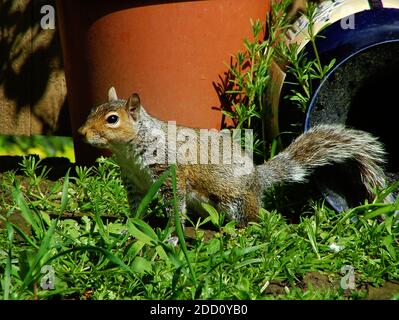 Ostgrauhörnchen (Sciurus carolinensis) Oder das graue Eichhörnchen ist ein Baumhörnchen im Genus Sciurus hier in einer typischen britischen Gartenszene dargestellt Stockfoto