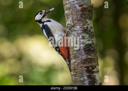 Männlicher Buntspecht, Dendrocopos major, auf einer Birke mit Larven im Schnabel, Dumfries & Galloway, Schottland Stockfoto