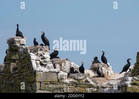 Kormorane, Phalacrocorax carbo, nistend auf den Murray Isles, Solway Firth, Dumfries & Galloway, Schottland Stockfoto