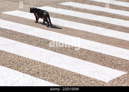 Schwarze Katze am Fußgängerüberweg. Fußgängerüberweg Stockfoto