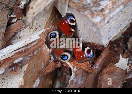 MOTALA, SCHWEDEN - 1. NOVEMBER 2020: Aglais io, der europäische Pfau, besser bekannt als der Pfauenschmetterling, ist ein farbenfroher Schmetterling. Foto Jeppe Gustafsson Stockfoto