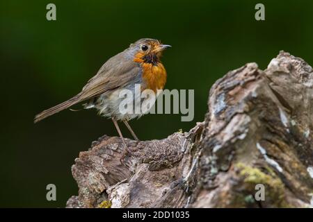 Verschlungenen Blick Robin, Erithacus rubecula, Dumfries & Galloway, Schottland Stockfoto