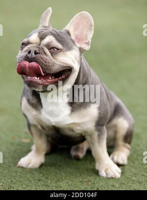 Flieder Trindle Französisch Bulldog Welpen Männlich keuchend und aufragende Zunge aus. Stockfoto