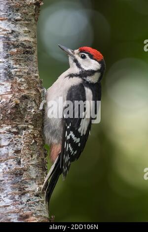 Juvenile Buntspecht, Dendrocopos Major, auf einer Birke, Dumfries & Galloway, Schottland Stockfoto