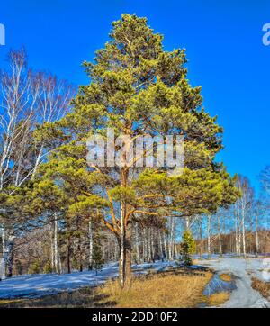 Frühlingshafte Landschaft im Wald, wo weiße Birken, grüne Pinien und gelbes trockenes Gras in schmelzenden Schneeflecken und Pfütze von aufgetautem Wasser an Stockfoto