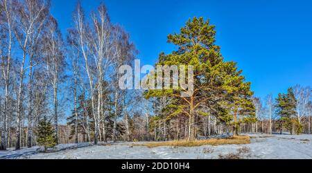 Frühjahr Tauwetter in der Birke Wald. Winter Schnee schmilzt, aufgetaut Patches von trockenes Gras, grüne Kiefern unter weißen Stämme der Birken auf einem strahlend blauen Himmel ba Stockfoto