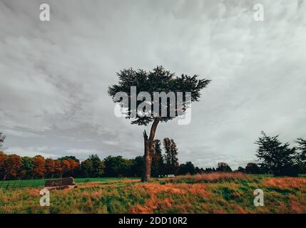 Solo Baum vor Wald Stockfoto