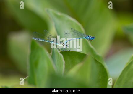 Azure damselflies, Coenagrion puella, thront auf Bogbean Blättern in einem Teich, Dumfries & Galloway, Schottland Stockfoto