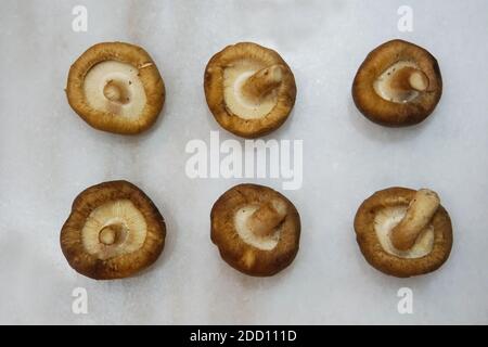 Sechs Shiitake-Pilze ordentlich auf einer Marmoroberfläche angeordnet, mit der Unterseite Kiemen nach oben. Stockfoto