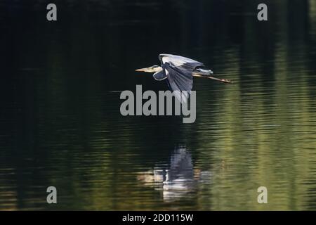 Graureiher im Flug über einen See in Ostholstein. Die noch grünen Bäume spiegeln sich im Wasser und bilden einen schönen Kontrast zum Vogel. Stockfoto