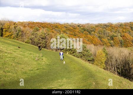 Hundespaziergänger genießen die Herbstfarben der eisenzeitlichen Wälle von Uley Bury auf einem Ausläufer der Cotswold-Böschung in Uley, Gloucestershire, Großbritannien Stockfoto