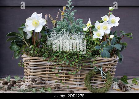 helleborus niger, Kissenbusch und muehlenbeckia im Korb als Wintergartendekoration Stockfoto