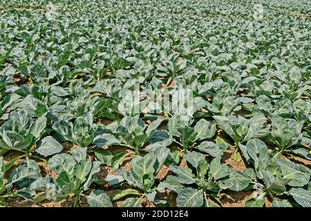 Brassica, Kohlpflanze. Stockfoto