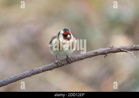 Europäischer Goldfink, Carduelis carduelis, thront auf einem Zweig in einem Garten. Spanien. Stockfoto