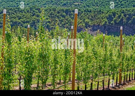 Obstbäume mit Masten für die Verwendung von Decknetzen, um Vögel abzuhalten, wenn die Frucht erscheint. Stockfoto