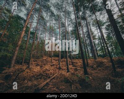 Hohe Bäume im Herbst Stockfoto