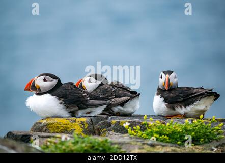 Nahaufnahme von Trio der Papageientaucher, Fratercula Arctica, auf einer Klippe Leiste, auf der Insel kann seabird Naturschutzgebiet, Schottland, Großbritannien Stockfoto