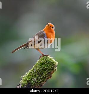 Garten Robin Erithacus rubecula auf einem moosigen überdachten Barsch in Norfolk Garden, Großbritannien. Stockfoto