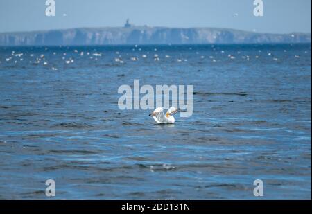 Nördliche Gannette, Morus Bassana, mit Flügeln, die im Meer flattern, Leuchtturm der Isle of May in der Ferne, Firth of Forth, Schottland, Großbritannien Stockfoto