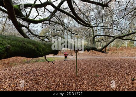 Eine Wandererin beim Lesen der Informationstafel über den Hexenbesen-Baum in Abinger Roughs Woods, Surrey Hills England Stockfoto