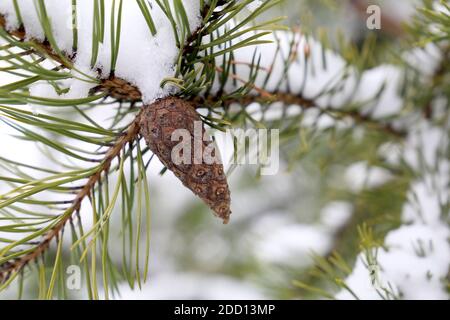 Kiefer Kegel wächst auf einem Baum Ast von Schnee bedeckt. Hintergrund für Winterwetter Stockfoto