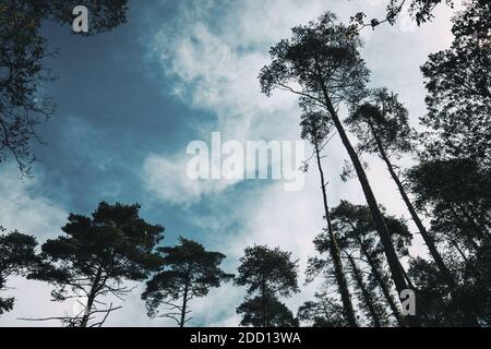 Die Silhouetten einiger hoher Bäume gegen einen bewölkten Himmel In einem Wald Stockfoto