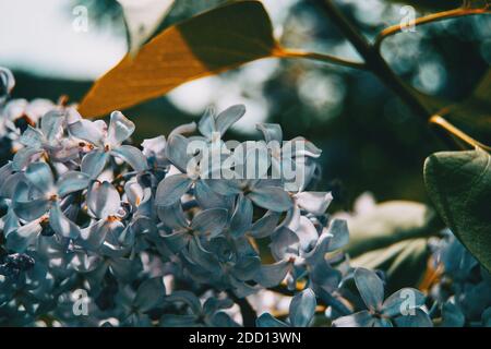 Nahaufnahme einiger kleiner weißer Blüten von syringa vulgaris Ein Haufen in der Natur Stockfoto