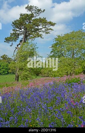 Schöner Teppich aus Bluebell und Red Campion, oft zusammen blühend Mitte bis Ende Frühling Stockfoto