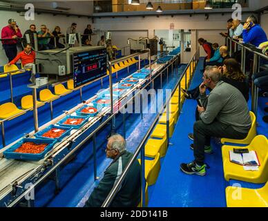 Katalanische Fischauktion in Palamós, Spanien Stockfoto