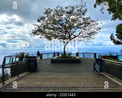 Baum wächst auf Cabo Girao, Madeira, dem höchsten meereskliff Europas. Ein spektakulärer Aussichtbereich am Wasser mit einem GlasSkywalk und einer atemberaubenden Aussicht Stockfoto