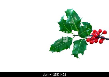 Holly Ilex und Beeren isoliert vor weißem Hintergrund Stockfoto