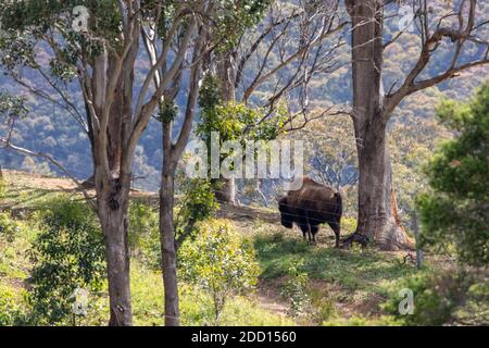 Ein amerikanischer Bison, der unter einem großen Baum in einem steht Grüne Weide im regionalen Australien Stockfoto