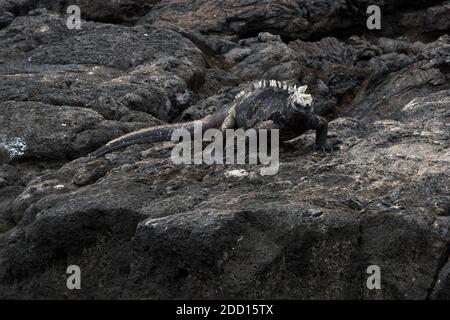 Marine-Leguan auf dem felsigen Lavaufer des Egas-Hafens auf der Insel Santiago im Galapagos-Archipel. Stockfoto