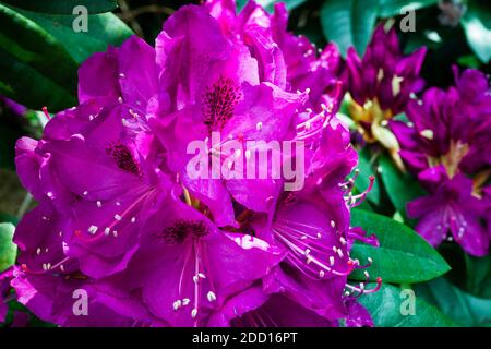 Große lila Rhododendron blüht Anfang Juni. Stockfoto