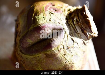 Schwede (Brassica napobrassica) Veg mit ungewöhnlicher Form Stockfoto