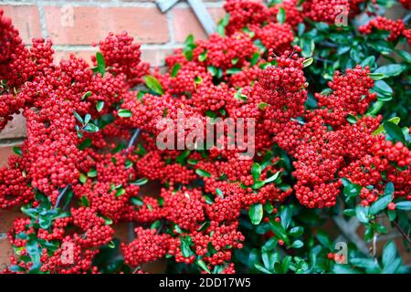 Firethorn (pyracantha) Bush Stockfoto