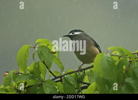 Weißohrige Sibia (Heterophasia auricularis) Erwachsene in Obstbaum im Regen thront, (Taiwan endemisch) Dasyueshan National Forest, Taiwan Stockfoto