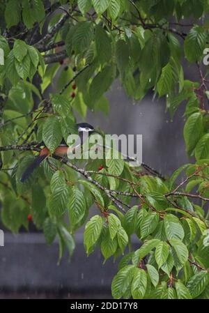 Weißohrige Sibia (Heterophasia auricularis) Erwachsene in Obstbaum im Regen thront, (Taiwan endemisch) Dasyueshan National Forest, Taiwan Stockfoto