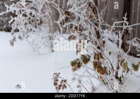 Reif Frostbedeckte Blätter auf Busch- oder Strauchzweigen mit schneebedecktem Boden, Stockfoto