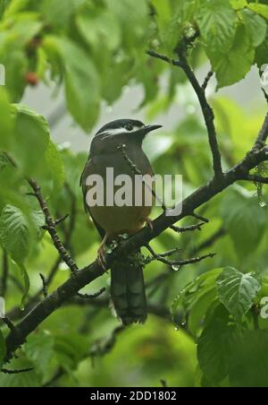 Weißohrige Sibia (Heterophasia auricularis) Erwachsene in Obstbaum im Regen thront, (Taiwan endemisch) Dasyueshan National Forest, Taiwan Stockfoto