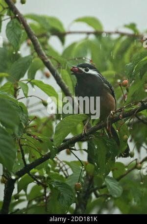 Weißohrige Sibia (Heterophasia auricularis) Erwachsene Fütterung in Fruchtbaum im Regen, (Taiwan endemisch) Dasyueshan National Forest, Taiwan Stockfoto